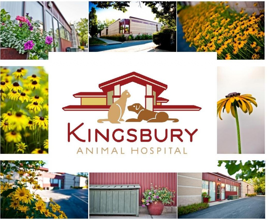 Kingsbury Animal Hospital - Veterinary Services - Veterinarian - Saint Louis, Missouri - Home