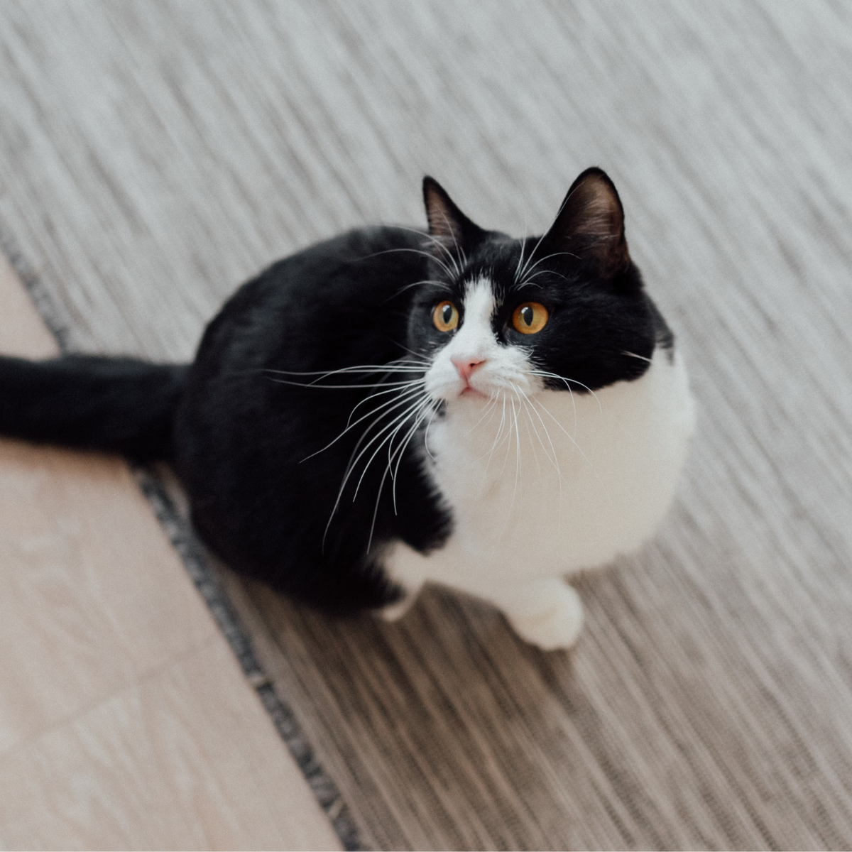 cat sitting on gray rug looking up cat sitting on gray rug looking up
