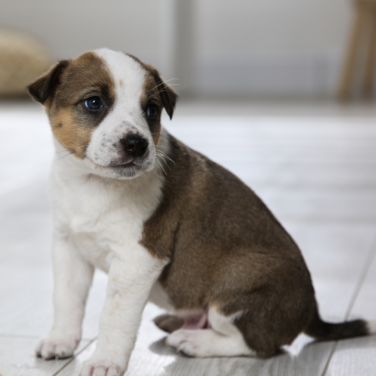 A black and white puppy sitting on a hardwood floor puppy dog sitting on a wood tile floor