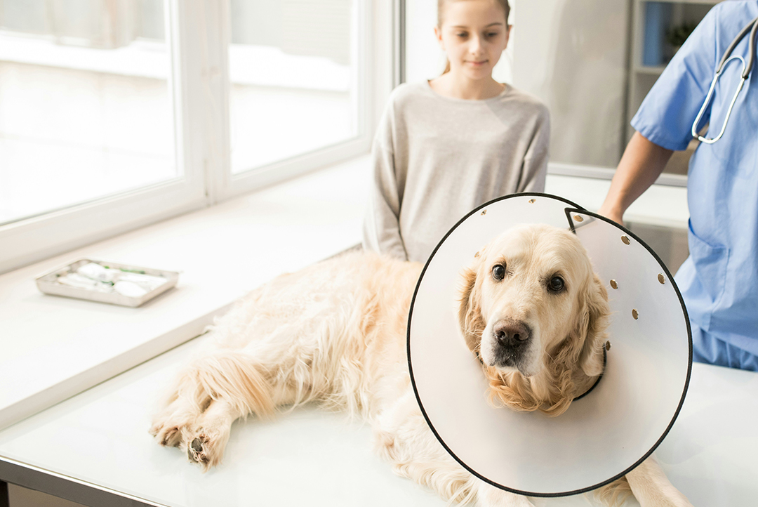 dog wearing surgery cone