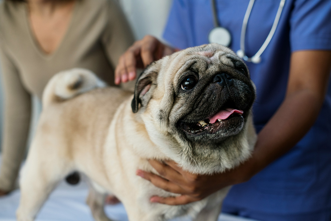 bulldog at the vet clinic