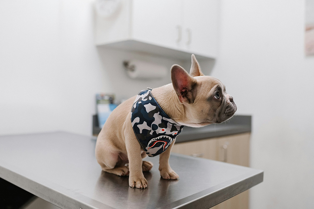 bulldog sitting on exam table