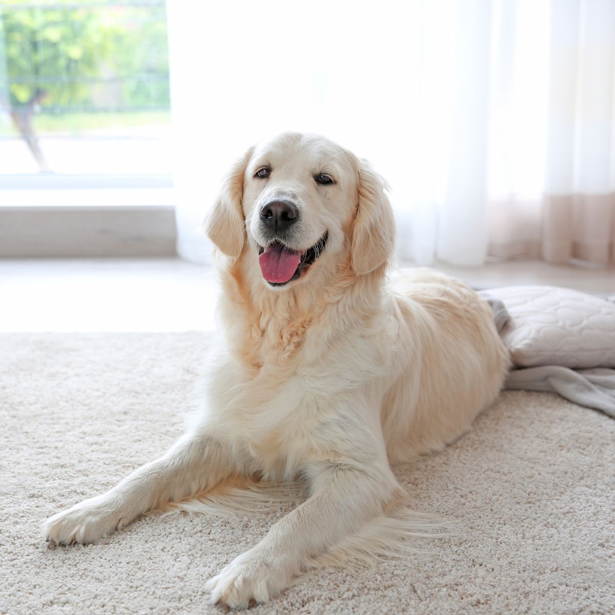 happy-dog-061725 happy dog sitting in living room