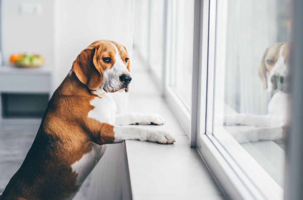 A beagle dog gazes out the window
