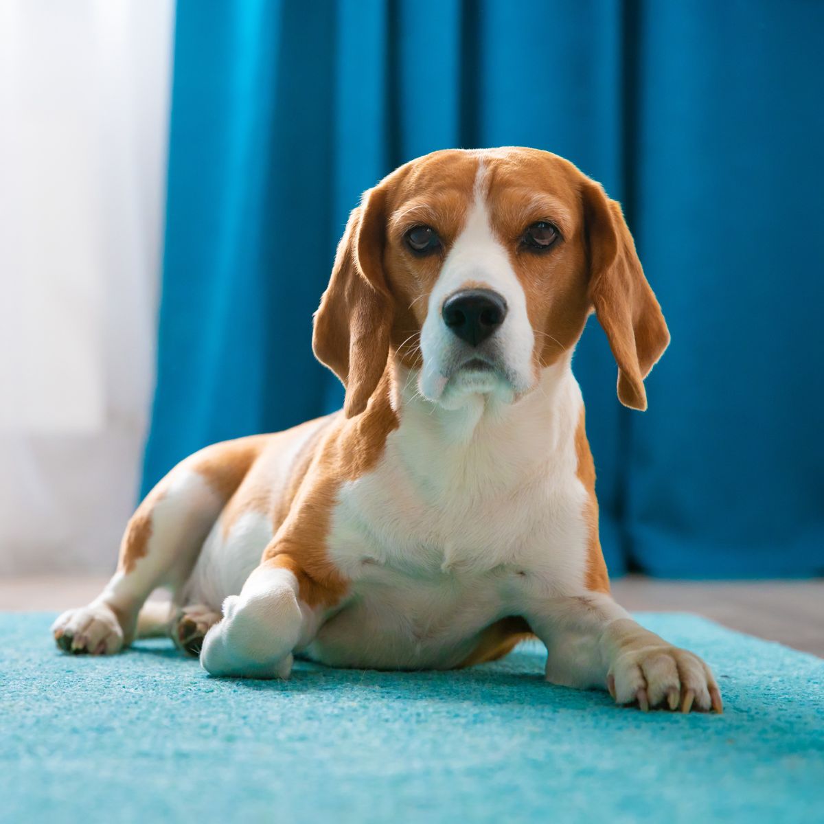 A beagle dog sits calmly on a blue rug A beagle dog sits calmly on a blue rug