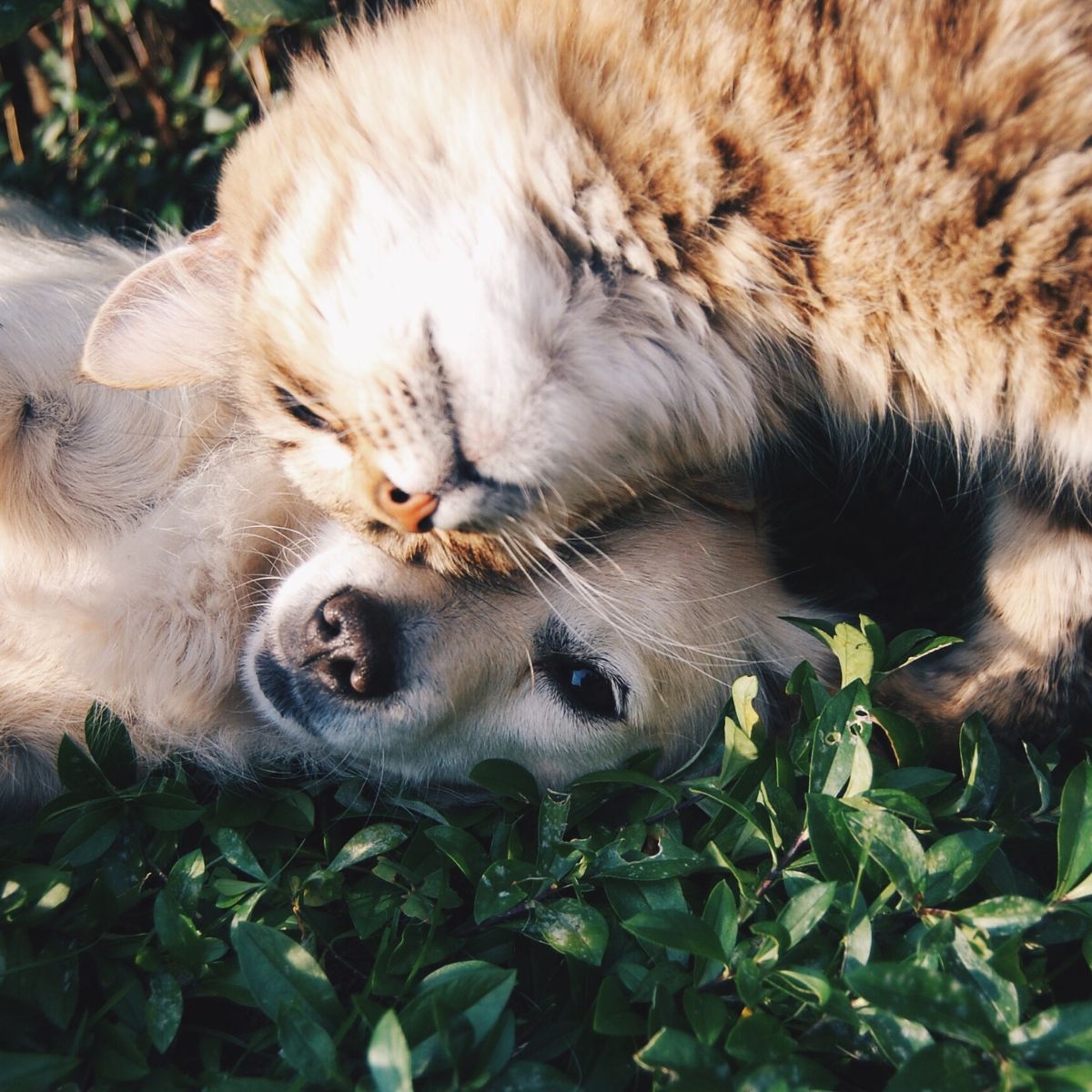 A cat and dog lounging in soft grass