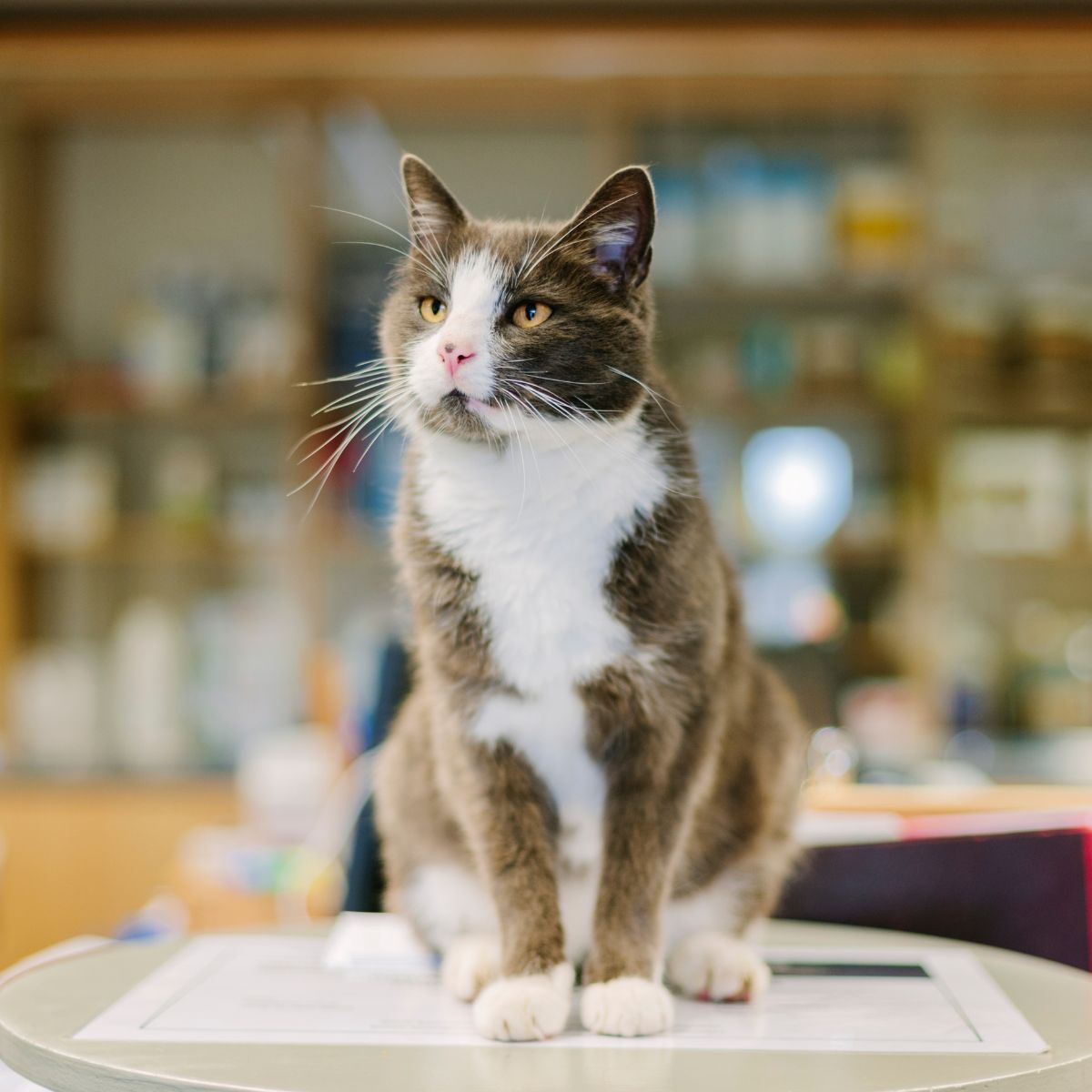 A cat sitting on top of a table in a laba dog sitting on a rug in a living room