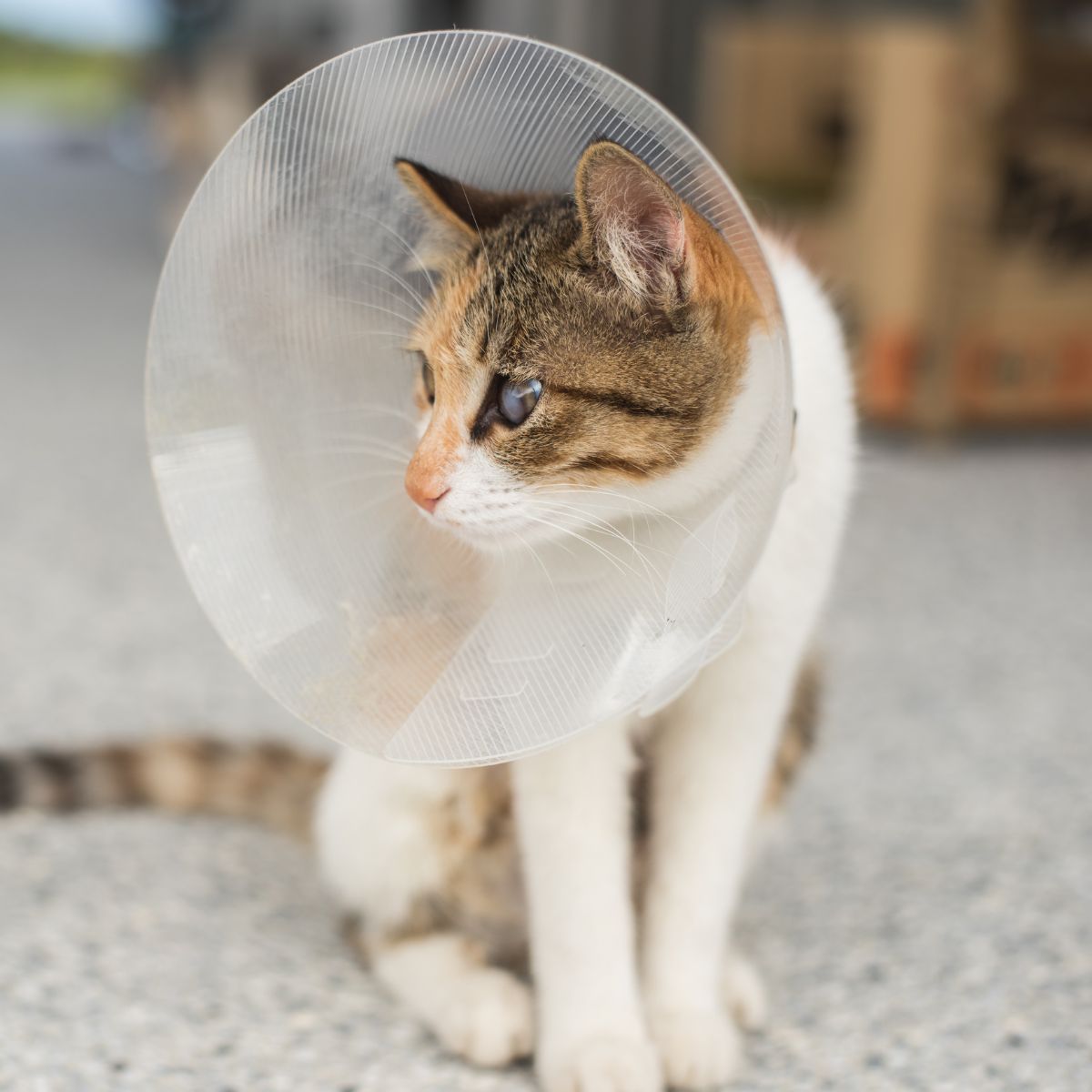 A cat with a cone on its head A cat with a cone on its head