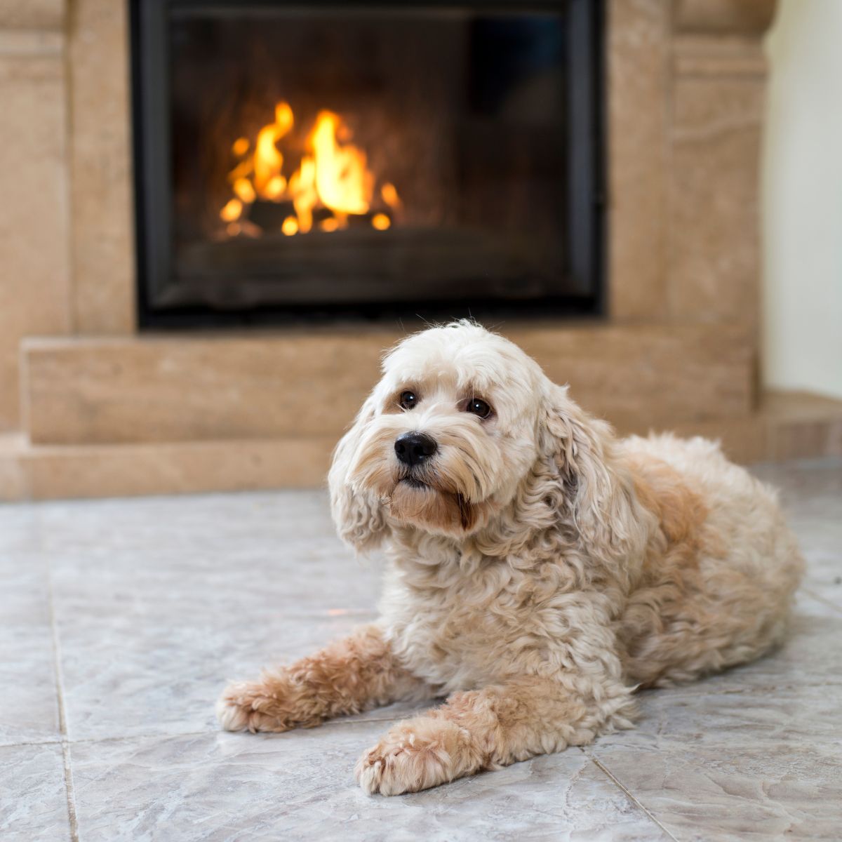 A dog sits calmly on the floor A dog sits calmly on the floor