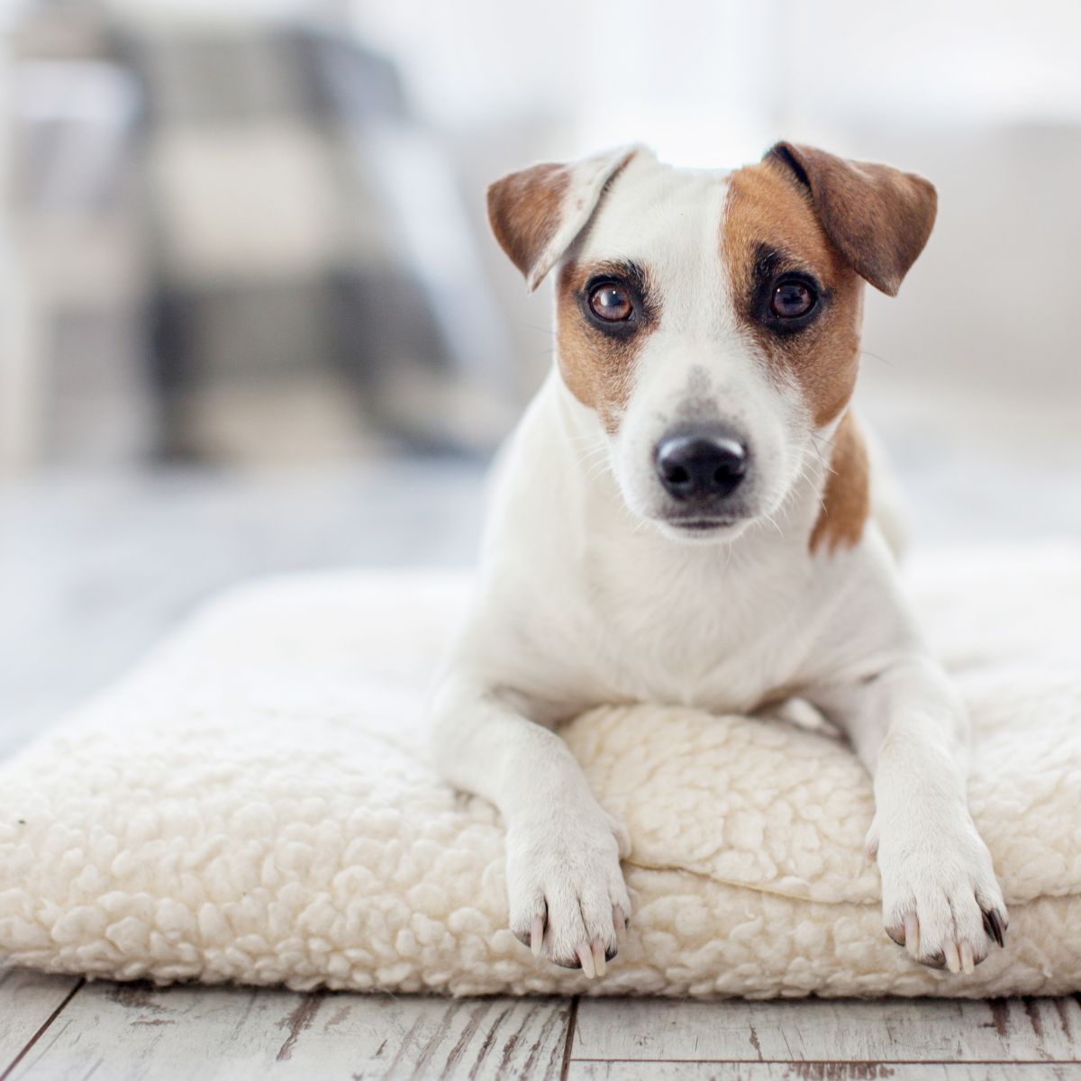 A dog sits comfortably on a white pillow A dog sits comfortably on a white pillow