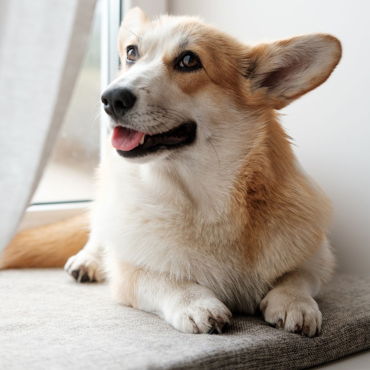A dog sits on a window sill