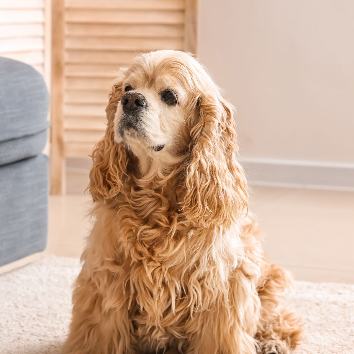 A dog sitting on the floor in front of a couch