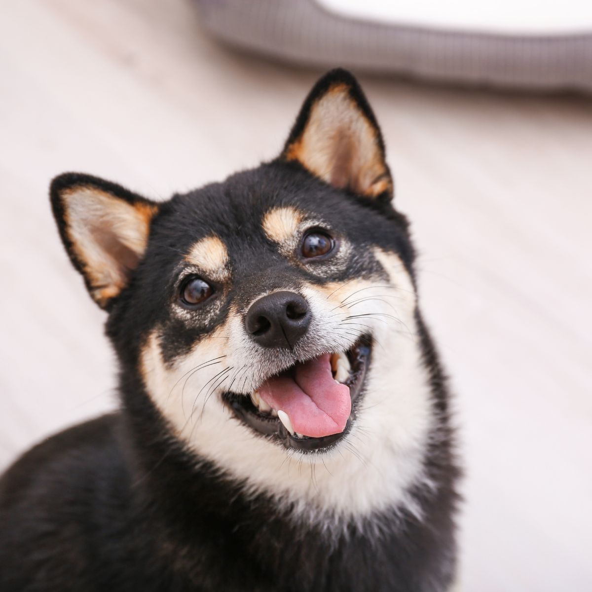 A happy dog smiles while looking up A happy dog smiles while looking up