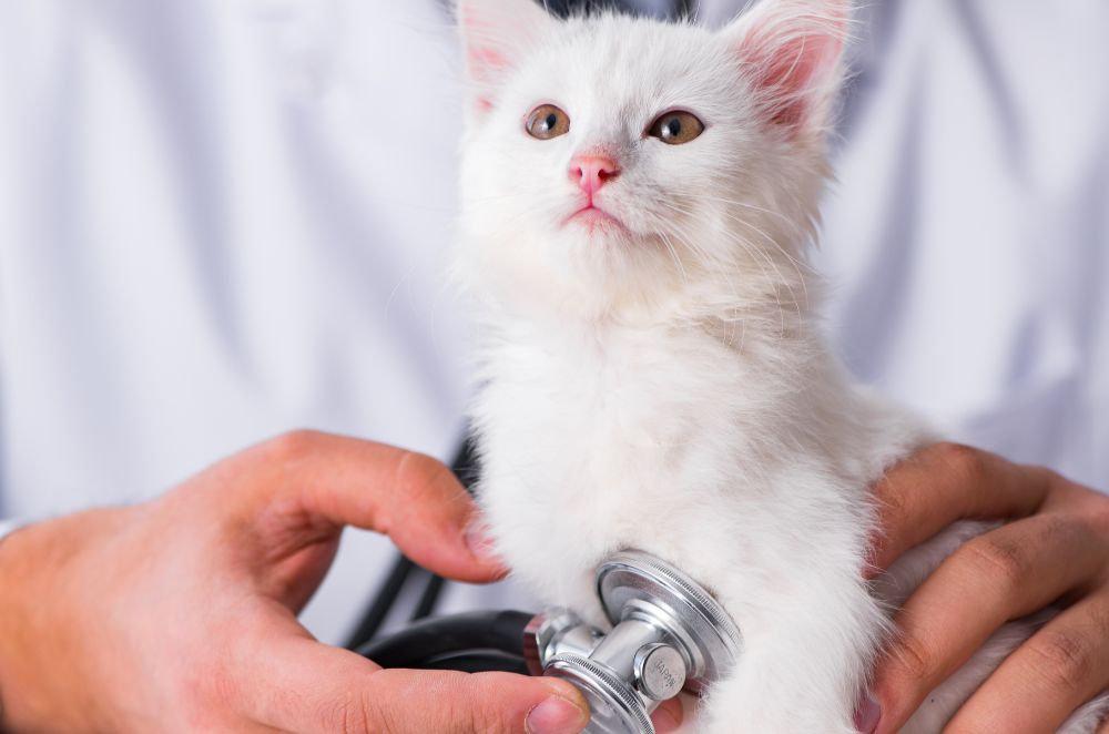 A kitten being examined by a vet