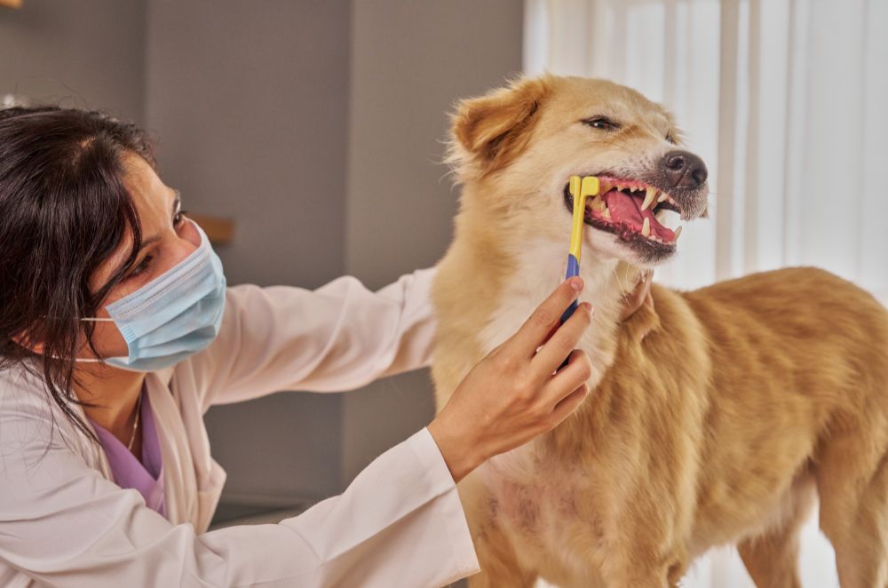 A person in a lab coat is brushing the teeth of a dog