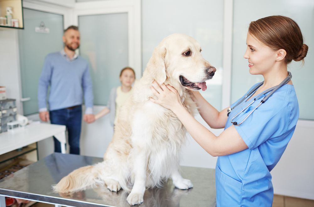 A person is petting a golden retriever in a vet's office