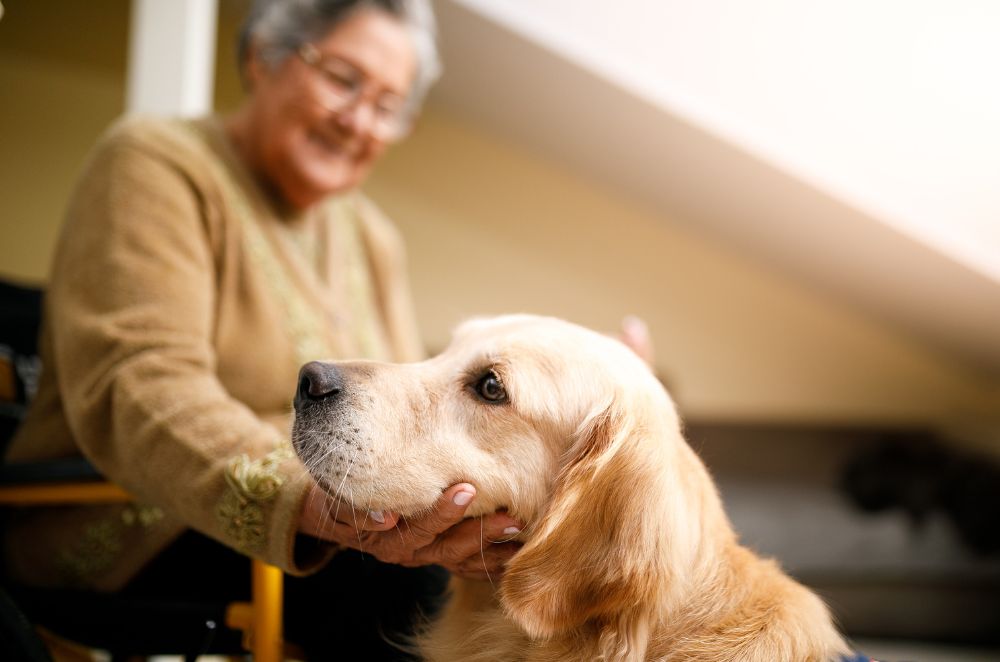 A person petting a golden retriever