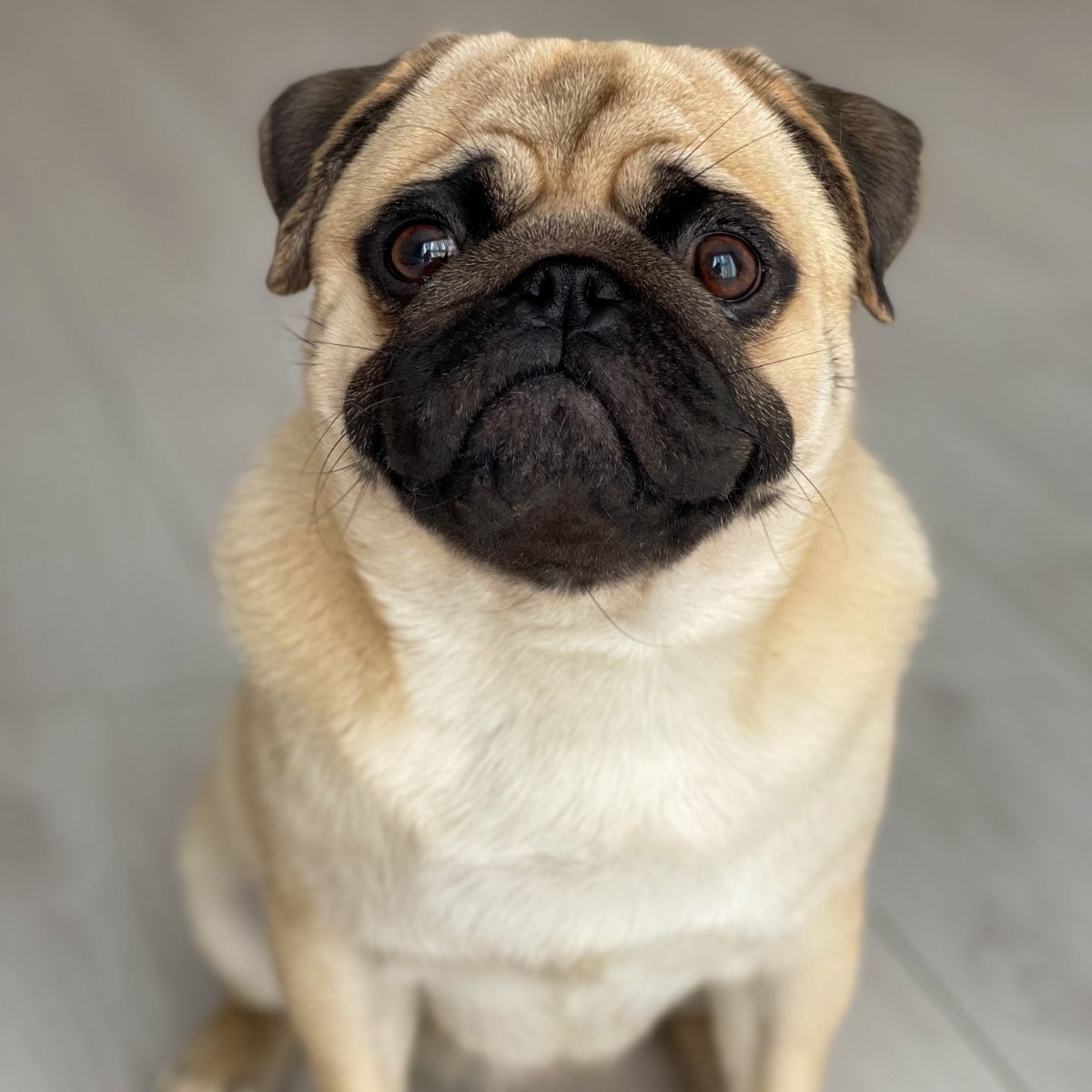 A pug dog is seated on a wooden floor A pug dog is seated on a wooden floor