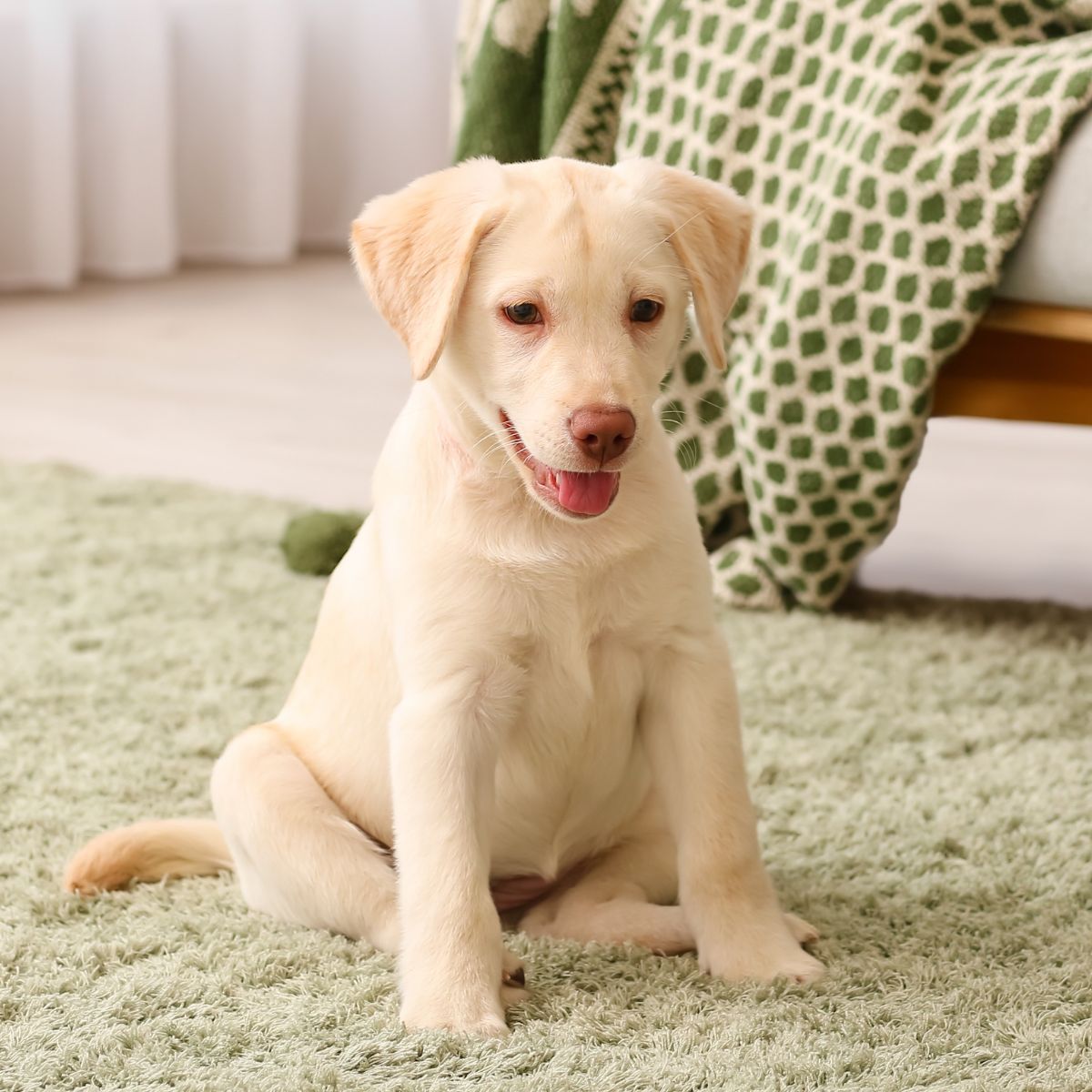 A puppy sitting on a green rug in front of a couch A puppy sitting on a green rug in front of a couch