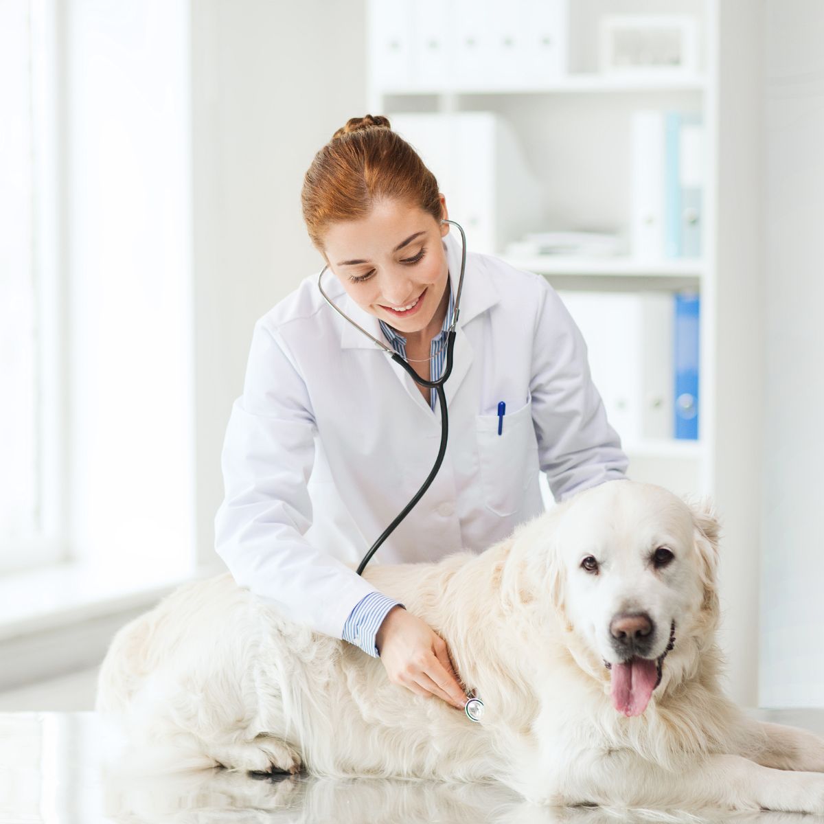 A woman in a white coat examines a dog