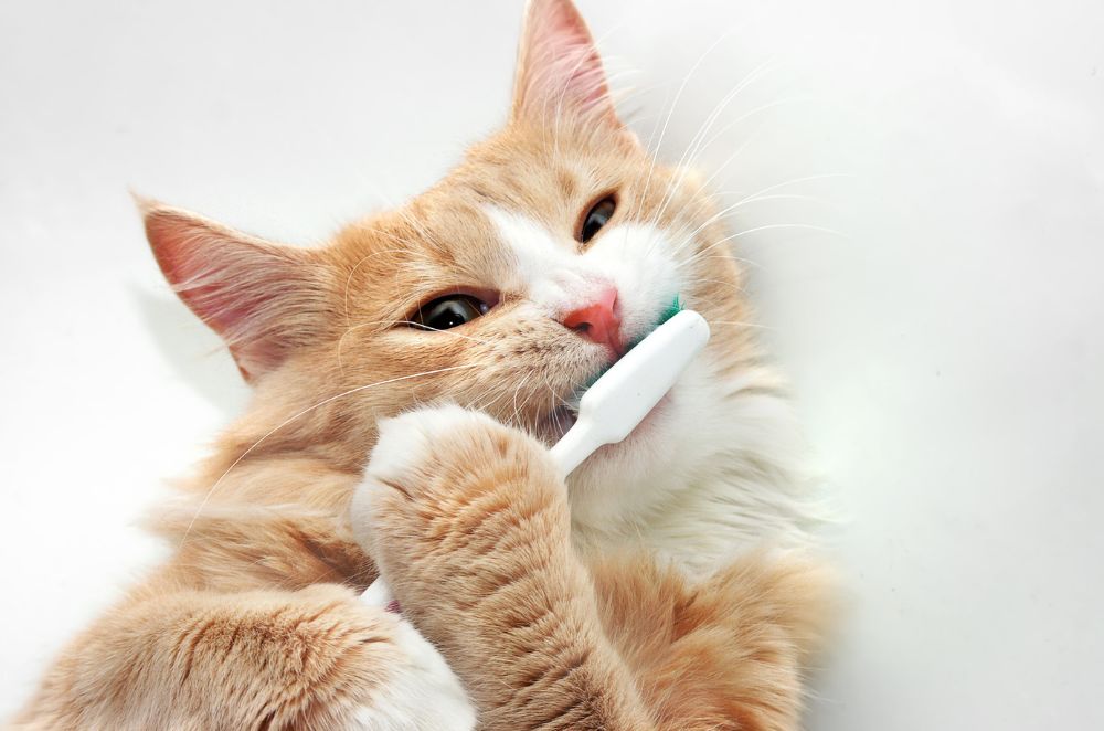 An orange and white cat is brushing its teeth