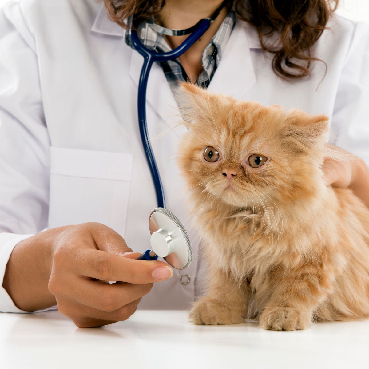 a cat is being held by a person in a doctor's office