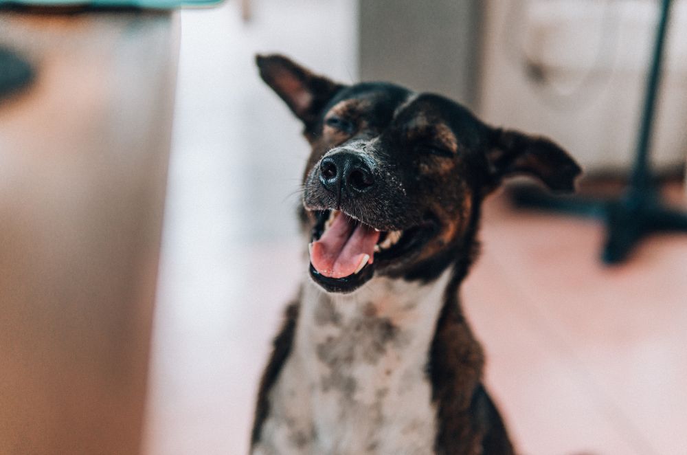 a dog sitting on the floor with its tongue out