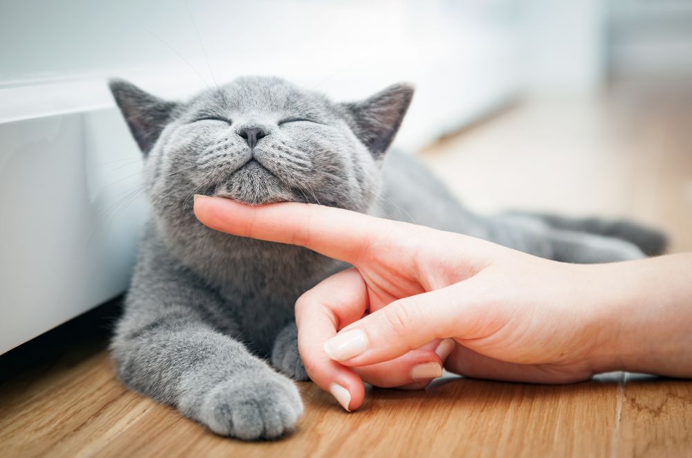 a person petting a gray cat on the floor