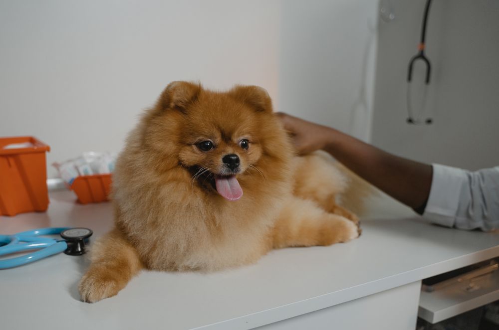 a pomeranian dog being examined by a vet