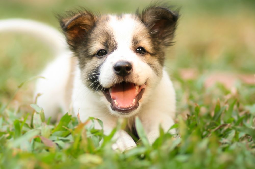 a puppy running in the grass with its mouth open