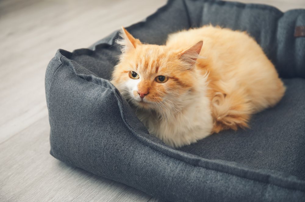 an orange and white cat laying on top of a gray bed