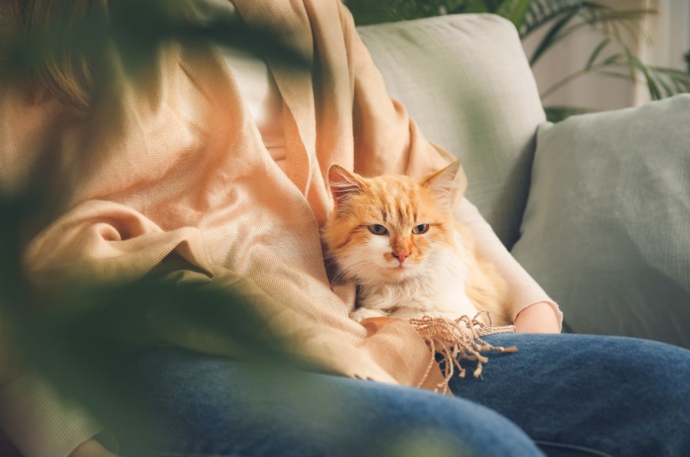 an orange and white cat sitting on a lap