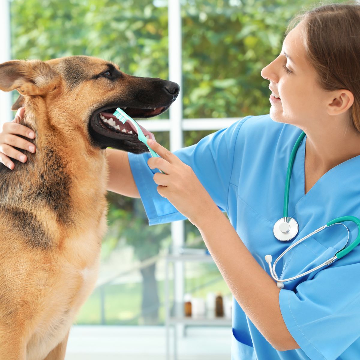 dog and woman with toothbrush
