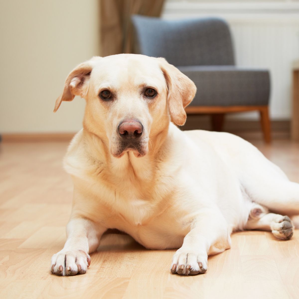 a dog laying on the floor in a living room a dog laying on the floor in a living room