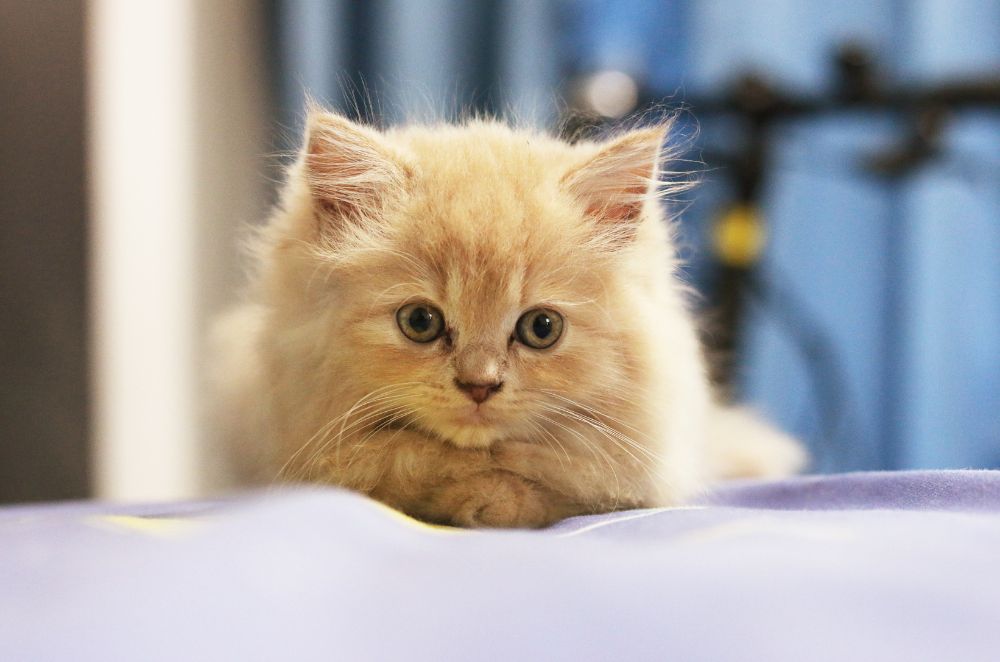 an orange kitten sitting on top of a bed
