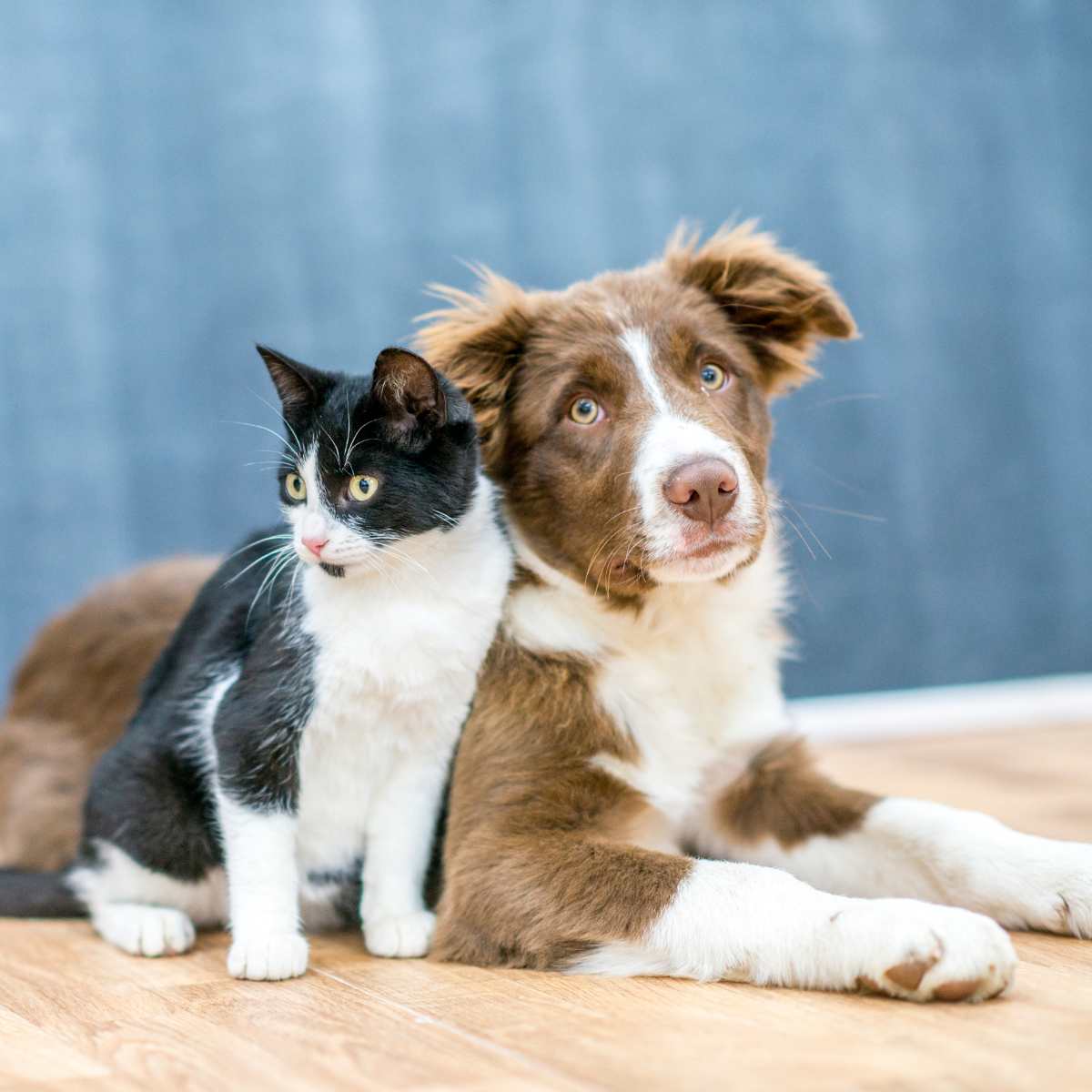 A dog and cat sitting on the floor next to each other A dog and cat sitting on the floor next to each other