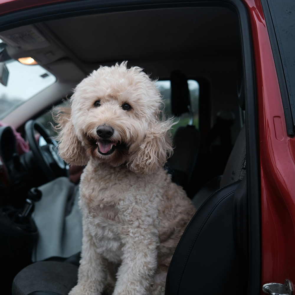 dog travelling
