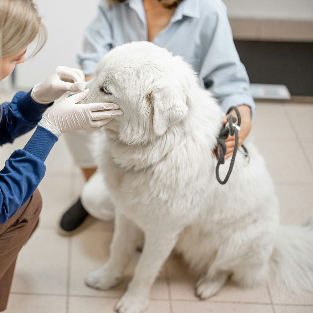 dog-care1006 dog at the urgent care