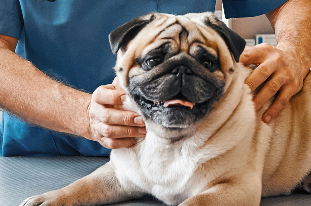 dog at the vet clinic