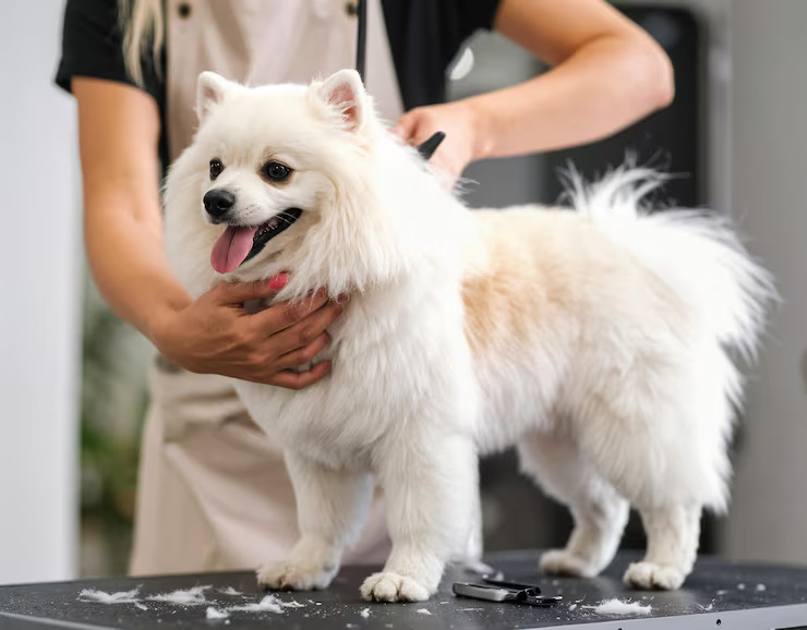 a dog standing on a grooming table