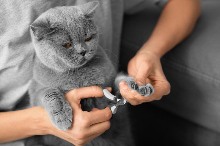 cat nail trim