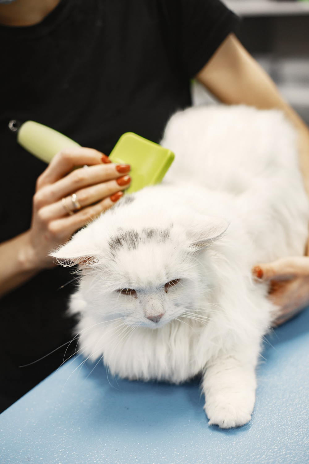 person grooming a long-haired cat with a brush