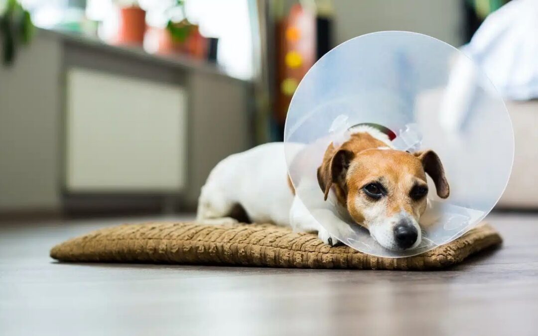 What to expect when your pet needs surgery