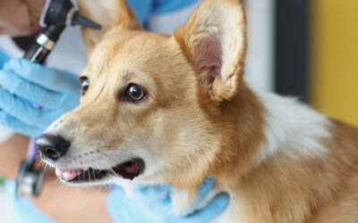 Back to Routine Care for Your Pet